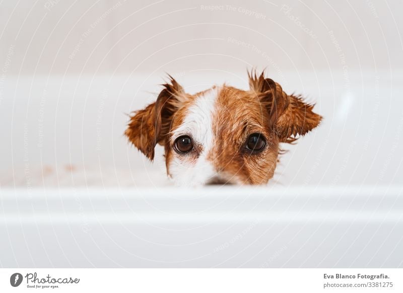 süßer reizender kleiner Hund, nass in der Badewanne, sauberer Hund. Haustiere im Haus jack russell Dusche Sauberkeit niedlich heimwärts im Innenbereich braun