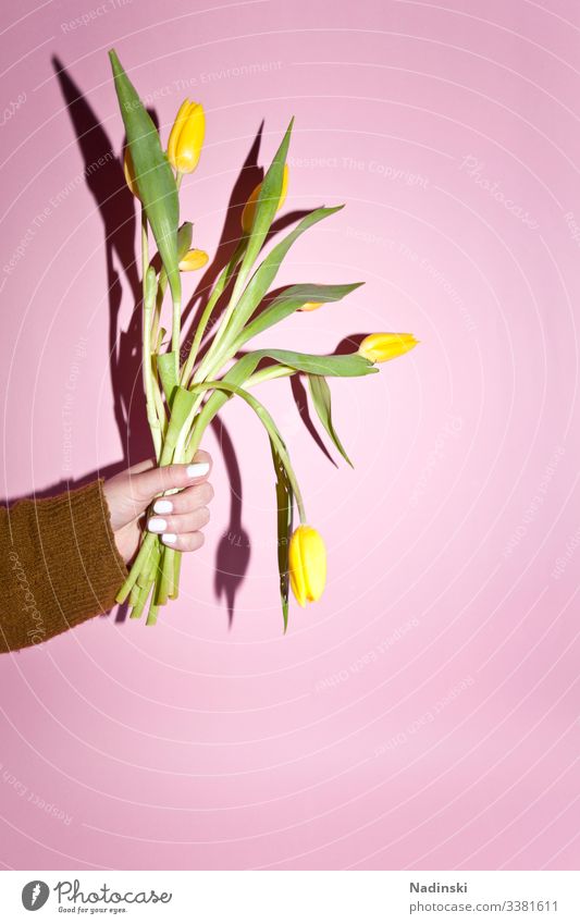 Garten Muttertag Ostern feminin Junge Frau Jugendliche Umwelt Natur Pflanze Klima Klimawandel Tulpe Blühend Duft festhalten kaufen verblüht gelb Freude
