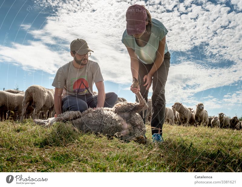 Schafpediküre bei der Schafherde Natur Himmel Wolken Tiere Schafe Herde Herdentiere Tiergruppe Nutztier Wolle Gras Wiese Hufe Personen Tag Tageslicht Kontrolle