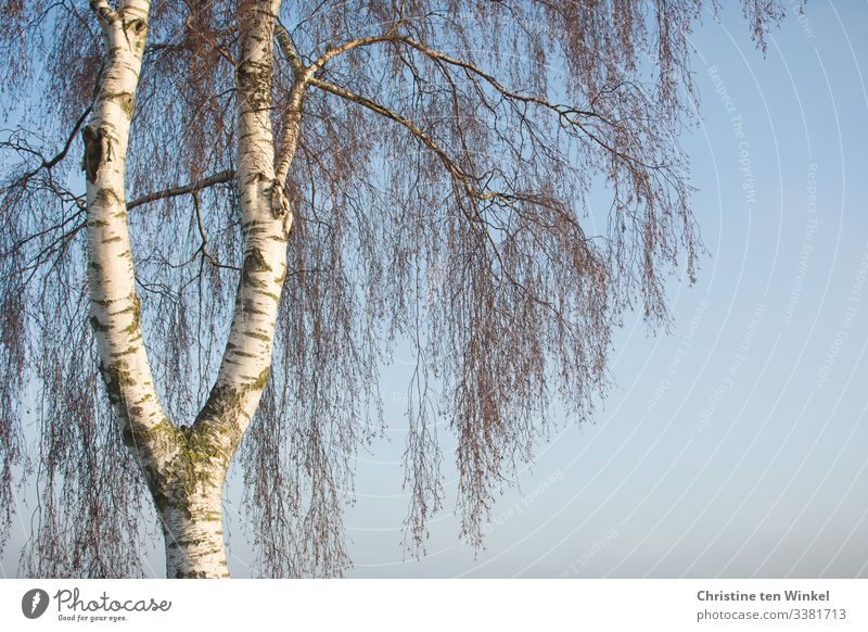 Detailaufnahme einer Trauerbirke vor blauem Himmel Umwelt Natur Schönes Wetter Pflanze Baumrinde Baumkrone hängen ästhetisch außergewöhnlich Freundlichkeit