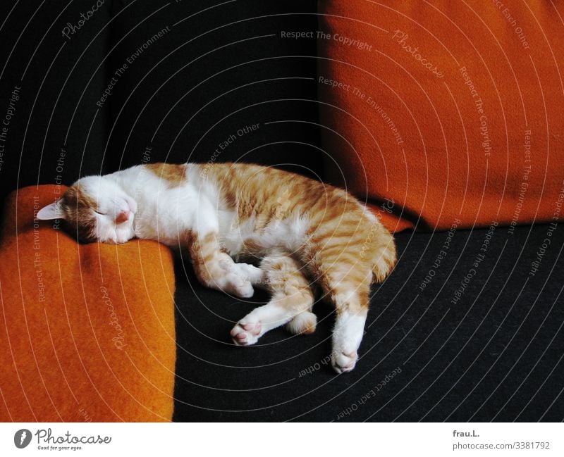 Wie immer Häusliches Leben Wohnung Sofa Wohnzimmer Tier Haustier Katze 1 genießen schlafen träumen schön orange schwarz weiß Kater Decke Kissen Farbfoto