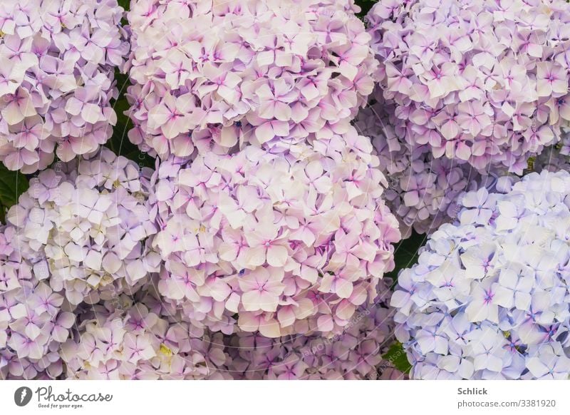 Hintergrundbild Blumen Hortensien in rosa und hellblau Hortensienblüte Pastellton Pastellfarben hellrosa Blüten formatfüllend kugelig kugelförmig blasse farben