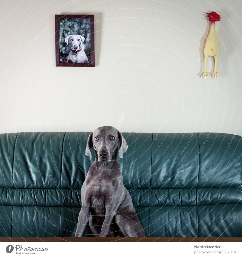 Weimaraner Jagdhund in einer skurrilen Pose auf einer Couch Vorderansicht Tierporträt Kontrast Textfreiraum oben Sessel Neugier Stolz Tierliebe Freundlichkeit