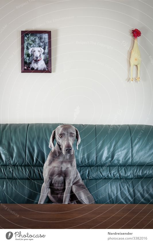 Weimaraner Jagdhund in einer skurrilen Pose auf einer Couch wohnen Interesse Mimik Fell Glanz kurios Wohnung Leder Komik Portrait Haustier Tier Gummihuhn Bild