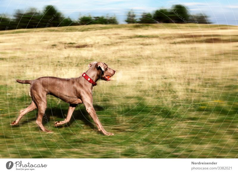Jagdhund Tia Freizeit & Hobby Natur Landschaft Himmel Frühling Sommer Herbst Schönes Wetter Gras Wiese Wald Tier Haustier Hund laufen rennen springen ästhetisch
