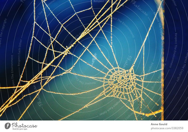 Abstrakt - Spinnennetz abstrakt Herbst Wassertropfen Seil Natur Makro Morgen blau