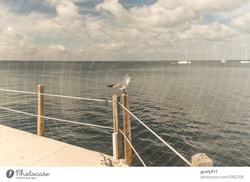 Alles im Blick Möwe Vogel Farbfoto Tier Tierporträt Flügel Außenaufnahme Meer Wasser Wildtier Himmel Wolken blau Küste Natur Steg