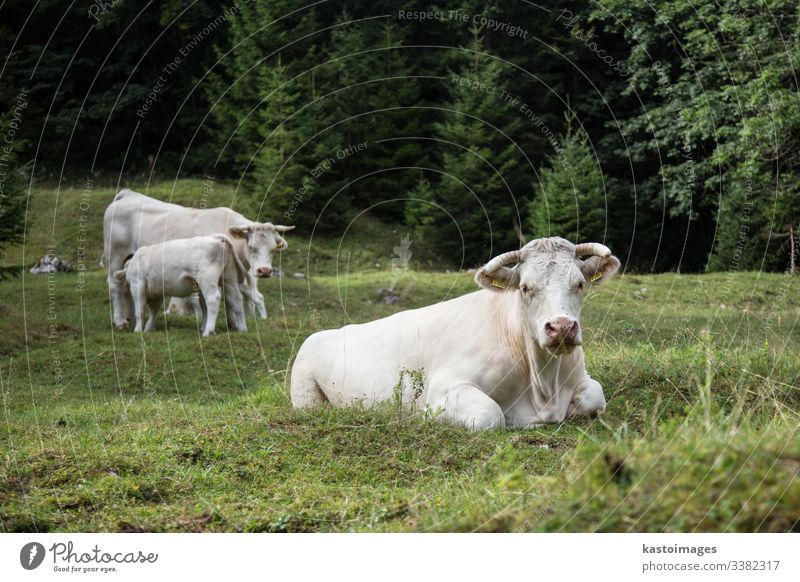 Kühe weiden auf einer Alm, Slowenien. Rind Kuh Viehbestand Gras Bauernhof Alpen Natur Wiese Berge u. Gebirge im Freien Himmel Sommer Weide Molkerei grün Ansicht