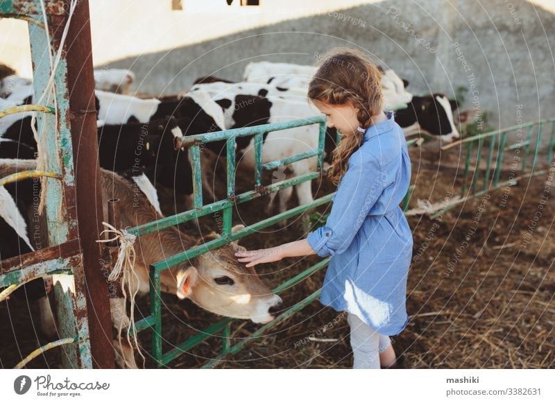 Mädchen, das auf einer Kuhfarm Kälber füttert. Land, ländliches Leben, Landwirtschaftskonzept Kind Bauernhof Natur Rind Ackerbau im Freien Landschaft Wade