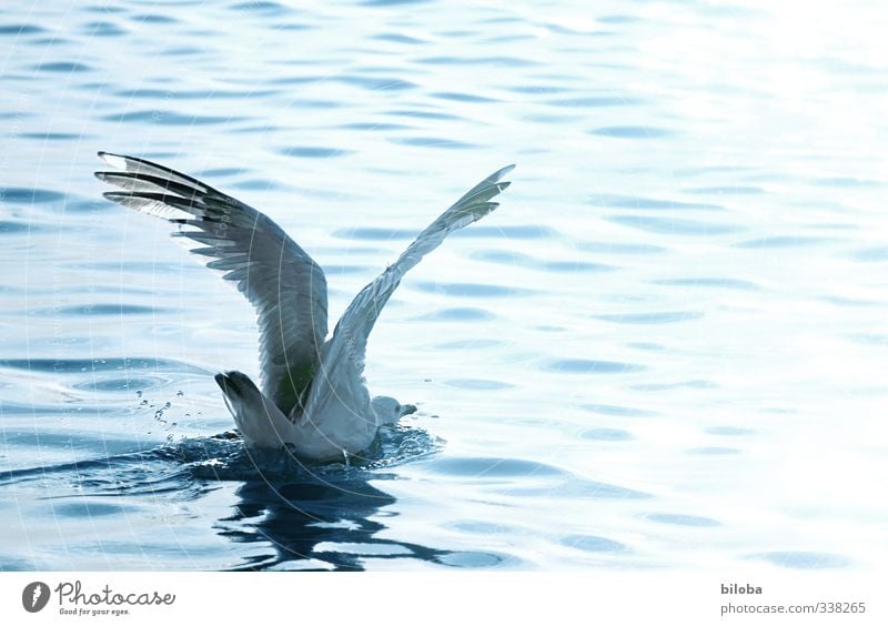 Bauchlandung Wellen Nordsee Vogel Möwe Wasser Tropfen fliegen Landen Textfreiraum rechts Bewegungsunschärfe