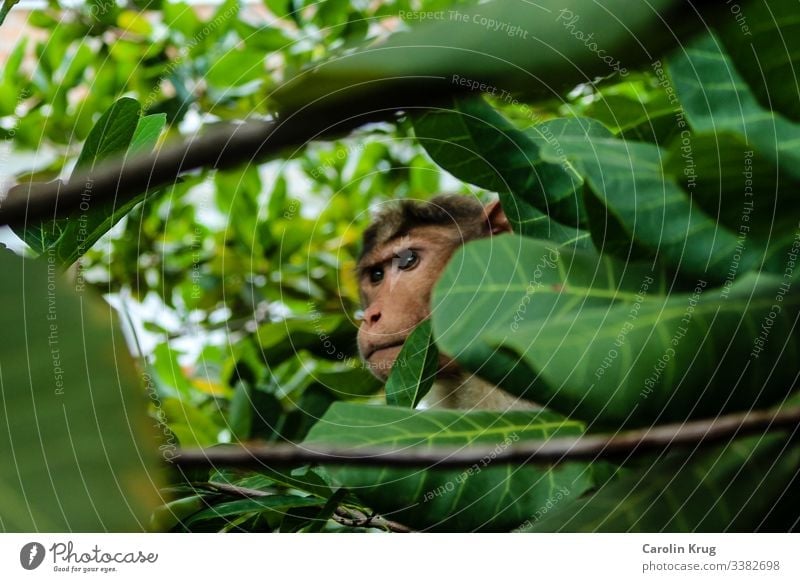 Beobachtender Affe mit starrem Blick Versteck verstecken Beobachtung beobachten Augen grün Duschungle Neugier geheimnisvoll Indien Überraschung Äste Natur