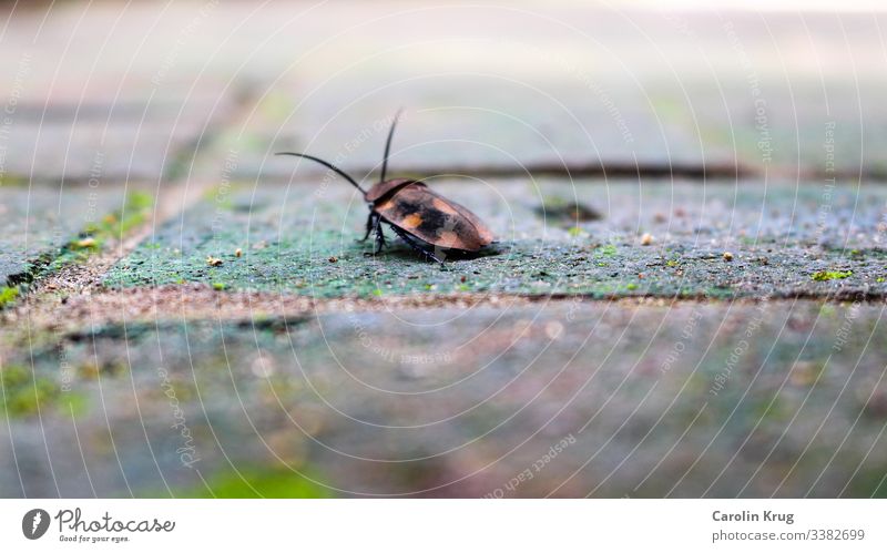Exotischer Käfer Glück Indien Auroville Fühler Insekt krabbeln Makroaufnahme Natur Beine Marienkäfer Unschärfe Glücksbringer Kleinigkeit tiefenschärfe gering