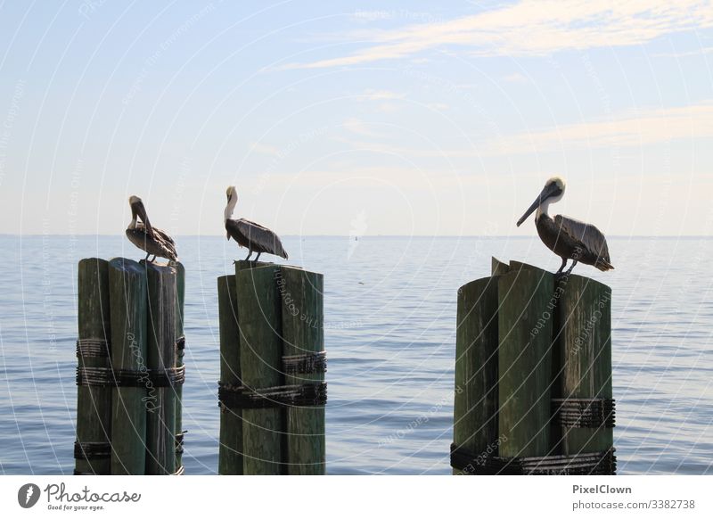 Pelikane am Pier irgendwo in Florida Tier Schnabel Meer Wildtier Vogel Hafen Meeresvogel Tierporträt Ozean Urlaub Außenaufnahme