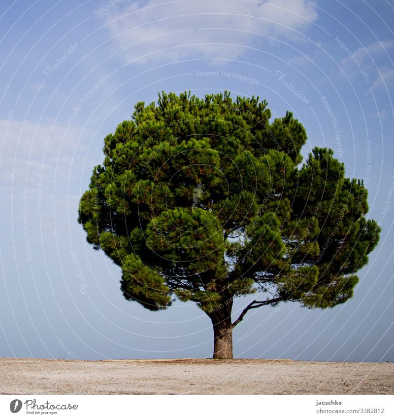 Ein Baum auf Kreta Kalabrische Kiefer Nadelbaum Baumkrone einzeln allein mediterran Mittelmeer grün Nadeln prächtig groß ausgewachsen rund