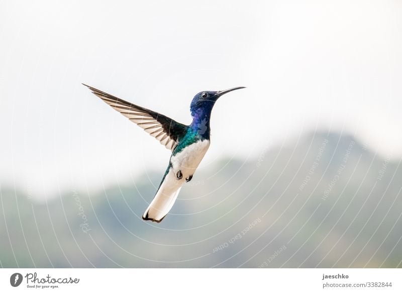 Kolibri fliegt Vogelflug klein Vogelbeobachtung Flügel Flügelschlag schnell Kolumbien Wildtier Tierporträt niedlich fliegen Schnabel Gefieder schwirren flattern