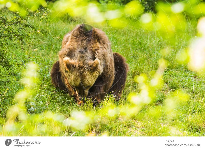 Braunbär durchquert einen grünen Wald Gefahr Erwachsener Tier Tiere arctos Hintergrund Bär schön Schönheit groß braun Fleischfresser Nahaufnahme Farbe Erhaltung