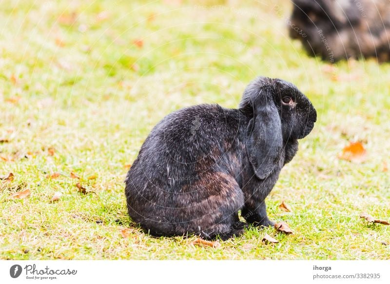 Kaninchen auf der Wiese in Freiheit Tier Tiere Hintergrund schön Schönheit Hase Nahaufnahme Farbe Erhaltung niedlich heimisch Ostern Fauna Feld lustig Fell