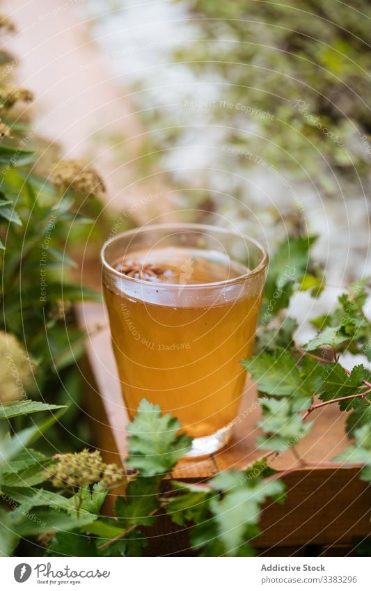 Köstliches Kräutergetränk mit Anis im Garten Kräuterbuch trinken Gesundheit Getränk Glas natürlich Tee liquide Saft lecker frisch Erfrischung Vitamin süß heiß