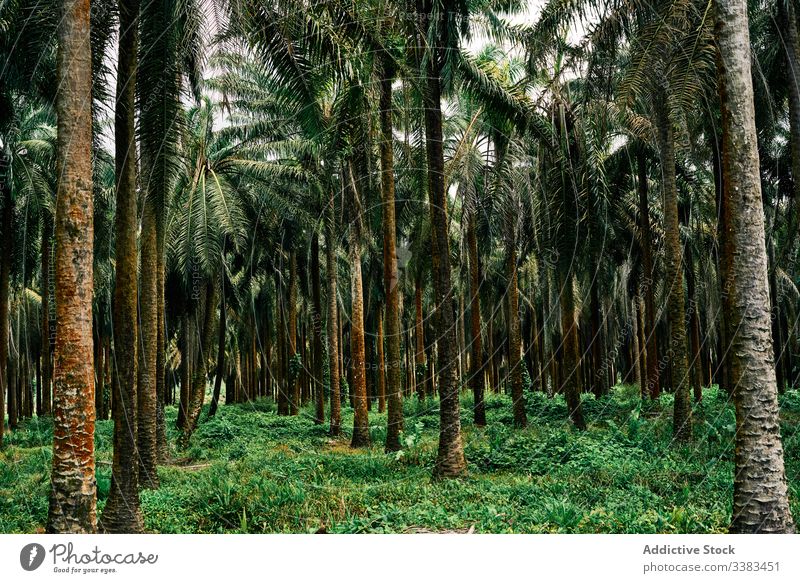 Malerische Landschaft mit Palmenwald auf dem Land Handfläche Schonung Wald tropisch Sommer Natur Pflanze Kofferraum grün Baum Umwelt Flora reisen Wachstum