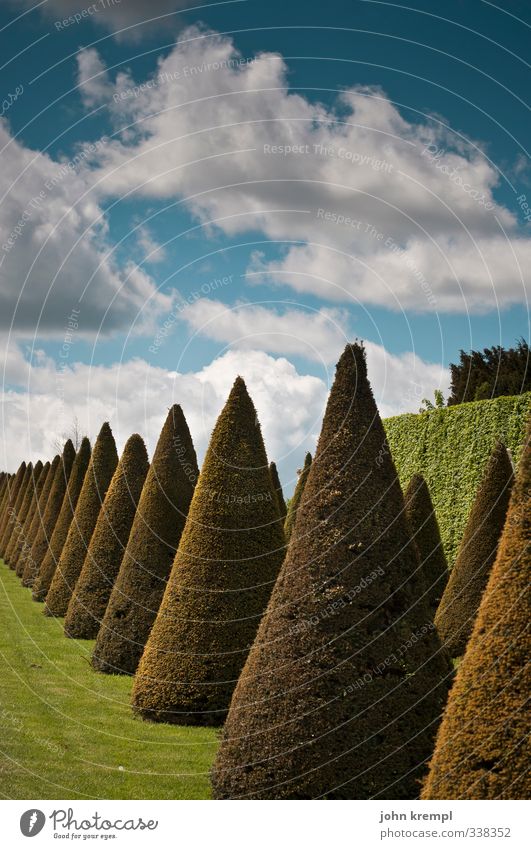 stillgestanden! Umwelt Natur Landschaft Pflanze Wolken Sträucher Grünpflanze Lebensbaum Park Paris Versailles Schloss Versailles stehen ästhetisch rund Spitze