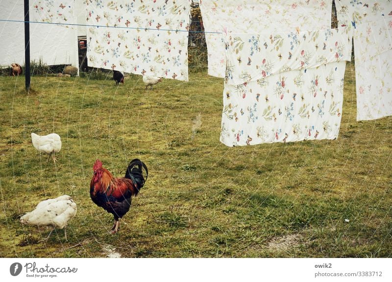 Gockel, streng dreinblickend, mit zwei Hühnern, die vor einer Phalanx von frisch gewaschenen Bettbezügen vor sich hin pickern Tiere Hahn Wiese picken fressen