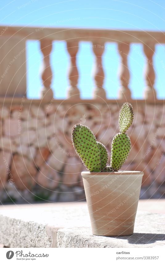 Kaktus im Topf vor mediterraner Mauer Terracotta Sommer Sonne Wärme Pflanze Stachel Balustrade Mallorca Sonnenlicht Spitze Menschenleer grün Himmel blau