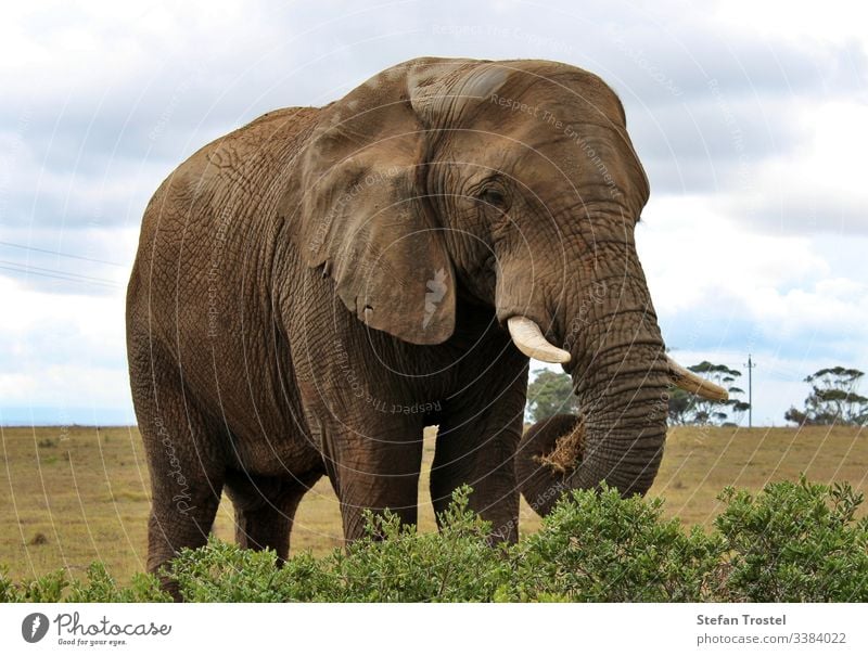 die wilden Tiere Südafrikas Elefant groß reisen Wildnis Kofferraum Savanne Stoßzähne Landschaft natürlich Reserve Tourismus Hintergrund Buchse Natur Tierwelt