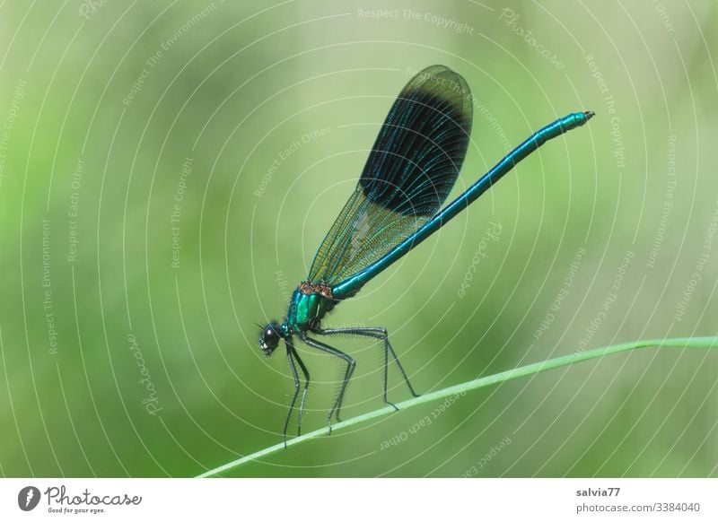 Gebänderte Prachtlibelle sitzt auf Grashalm Libelle Insekt Makroaufnahme grün Flügel Tierporträt Natur Wildtier Farbfoto blau sitzen prachtlibelle Pflanze