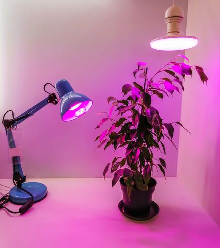 Die Anzucht von Setzlingen zu Hause und rosa LED-Phyto-Leuchtlampen für Pflanzen. Ackerbau Technik & Technologie Spektrum rot violett phyto Licht Öko Garten
