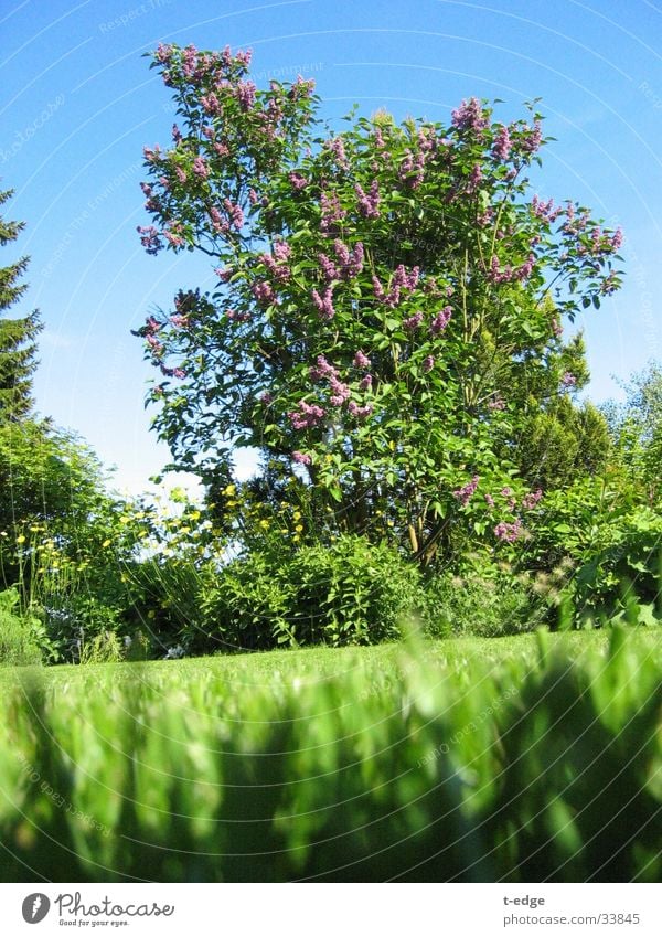 Sehr weit für eine kleine Ameise grün Fliederbusch Garten Rasen Sonne