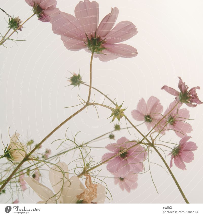 Durch die rosa Brille Cosmea" Cosmeablüte Blumenwiese Sommer Blühend Natur Außenaufnahme Farbfoto mehrfarbig Menschenleer Schwache Tiefenschärfe Garten Duft