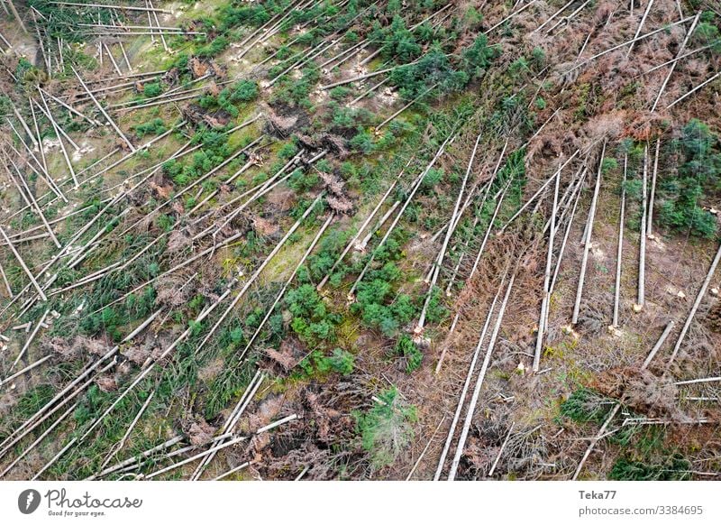 #Wald Sturmschäden 1 wald sturmschäden baum bäume luftbild stamm holz nadelwald orkan