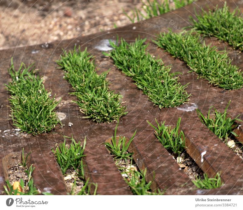 Gras wächst aus der Abdeckplatte einer Baumscheibe urban Schutz Wachstum Begrünung Baumscheibenabdeckung Abdeckung Metallscheibe Löcher Schlitze Wurzelbereich