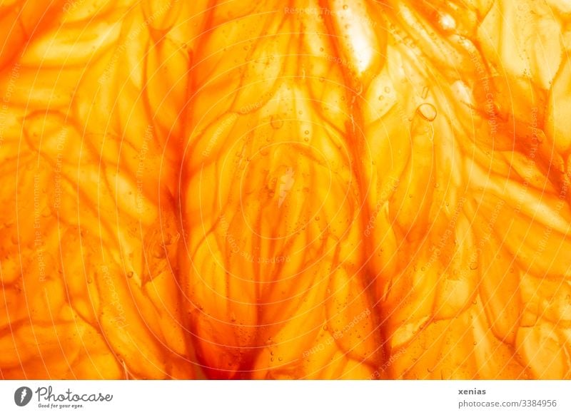 Saftschläuche einer Pampelmuse Sommerobst frisches Obst Frucht orange Gesunde Ernährung saftig Bioprodukte Vitamin Vegetarische Ernährung