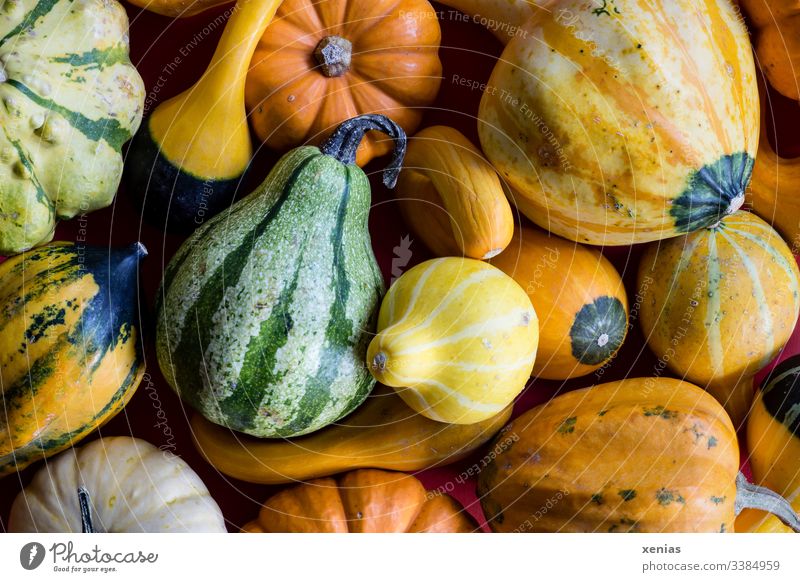 Zierkürbisse in gelb, grün und orange Kürbis Früchte Herbst Dekoration & Verzierung Erntedankfest Halloween Natur saisonbedingt