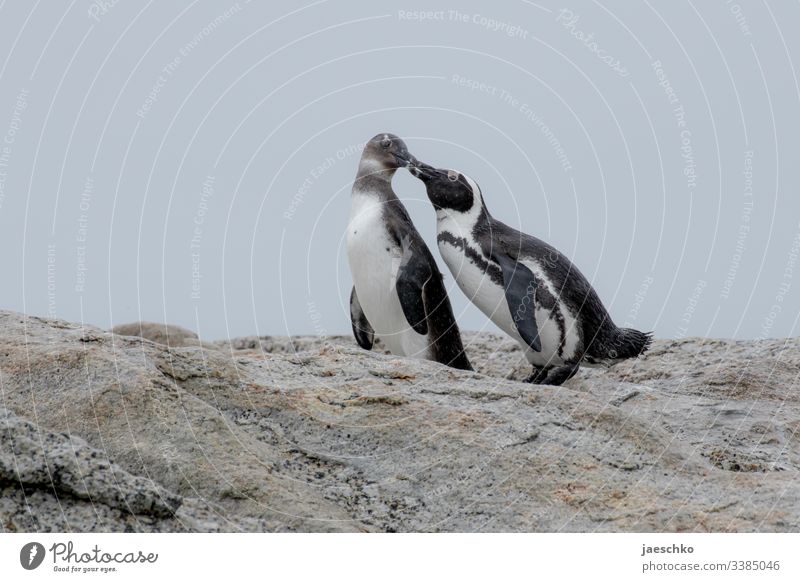 Pinguin füttert Jungtier Brillenpinguin Boulders Beach Südafrika Tiere Wildtiere füttern Mutter Vogel Natur Strand Tierporträt Küste bedroht bedrohte tierart