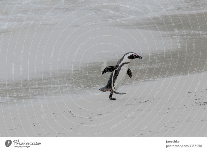 Pinguin läuft aus dem Wasser über Strand Brillenpinguin Boulders Beach Südafrika Tiere Wildtiere Vogel Natur Tierporträt Küste bedroht bedrohte tierart laufen