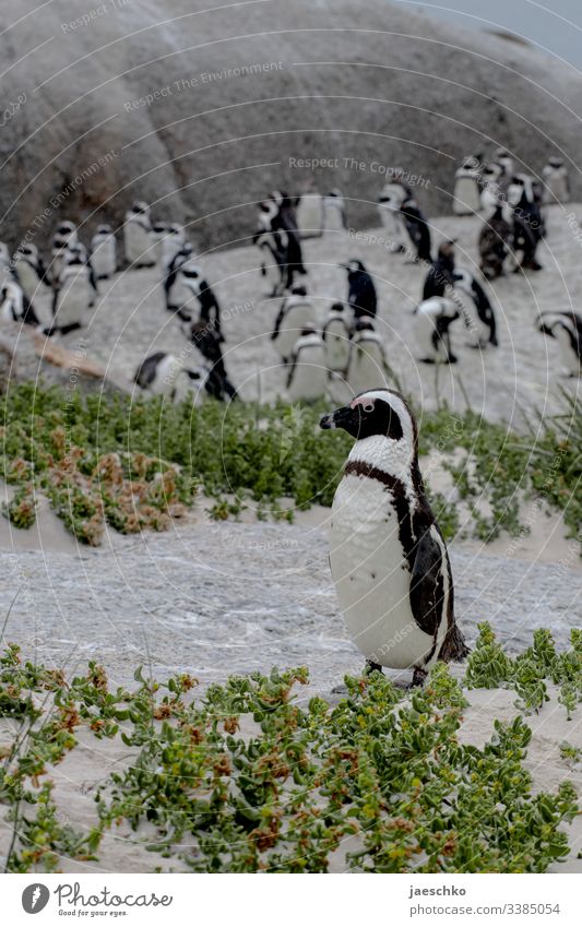 Pinguine am Strand Brillenpinguin Boulders Beach Südafrika Tiere Wildtiere Vogel Natur Tierporträt Küste bedroht bedrohte tierart Familie Gruppe Gemeinschaft