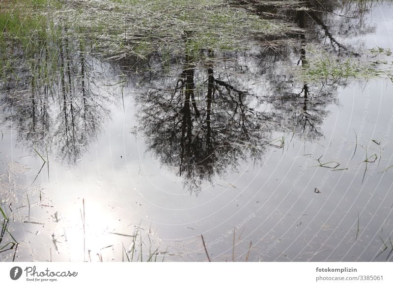 Baumspiegelung in Teich Spiegelung Spiegelung im Wasser Lichtspiegelung Bäume im See Bäume im Wasser Seeufer Seegras dunstig Sumpf Reflexion & Spiegelung