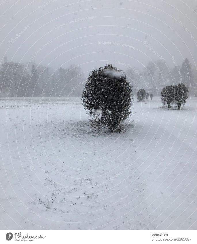 Verschneite Landschaft Schneeflocken bewegungsunschärfe schnee landschaft baum Wiese boden Weiß nebel Gras bedeckt Grau Menschenleer Nebel Außenaufnahme kalt