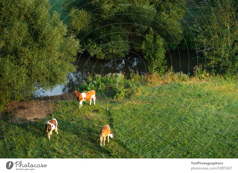 Kühe, die bei Sonnenaufgang auf der grünen Weide grasen. Deutsche Rinderfarm Deutschland Ackerbau Tiere bovin braun und weiß Kühe auf der Weide Haustiere