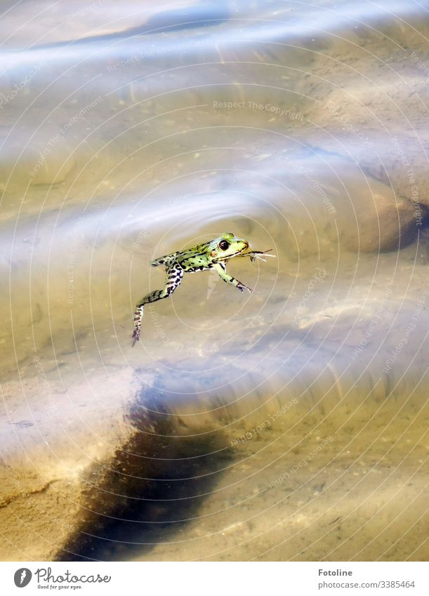 schwimmender Frosch grün Tier Farbfoto Außenaufnahme Natur Menschenleer Wasser Nahaufnahme Umwelt Schwache Tiefenschärfe natürlich Auge See Teich nass