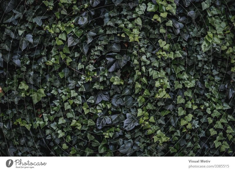 Immergrüne Blätter von Kletter-Efeu Algerischer Efeu Hedera-Algeriensis herzförmige Blätter Immergrünes Klettern Farbe Natur natürlich Pflanze Blatt Park Garten