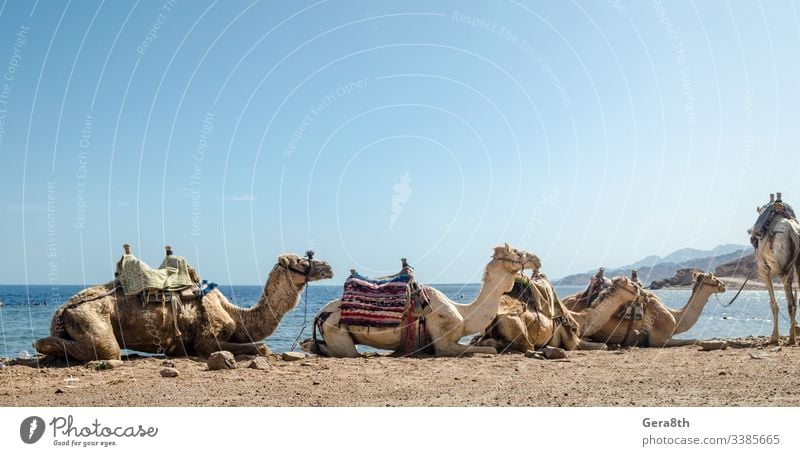 Karawane liegender Kamele in der Wüste Ägyptens Dahab Blue Hole South Sinai Ägypter Süd-Sinai Tiere Anziehungskraft authentisch Hintergrund Strand blau