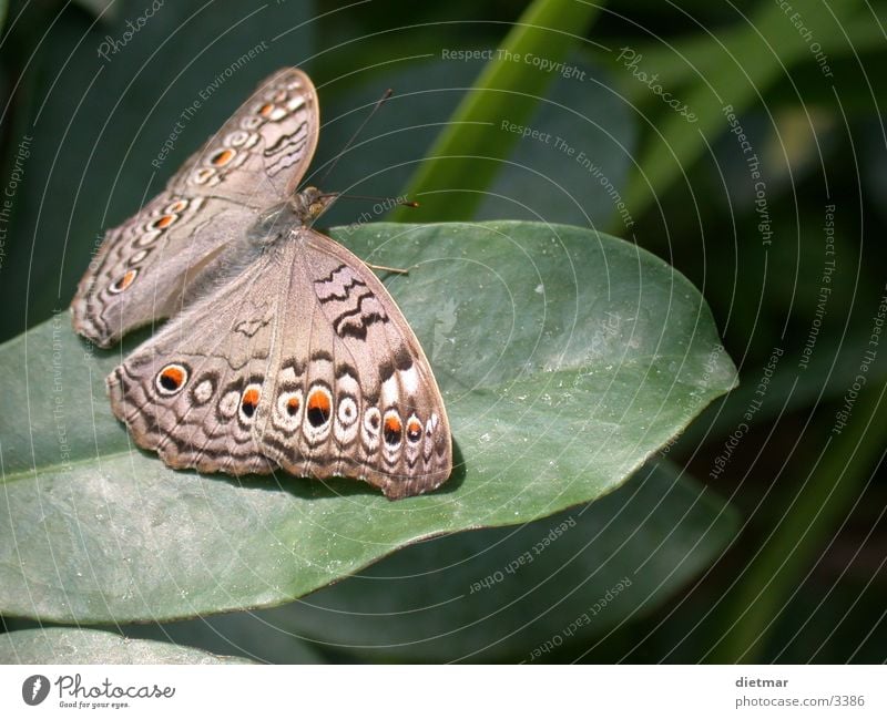 Schmetterling Tier Natur
