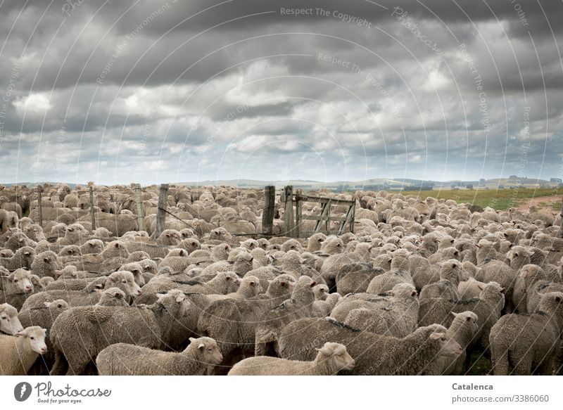 Konsumterror | Intensivtierhaltung Fauna Tiere Nutztiere Schafe Schafherde Tierhaltung Massentierhaltung Herde Landschaft Horizont Wolken Himmel Tor Gattertor