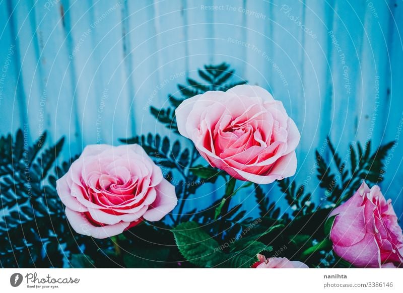 Wunderschöner Strauß rosa Rosen Frühling Hintergrund Blumenstrauß Hochzeit Dekoration & Verzierung frisch Frische Korallen Geschenk Valentinsgruß Valentinstag