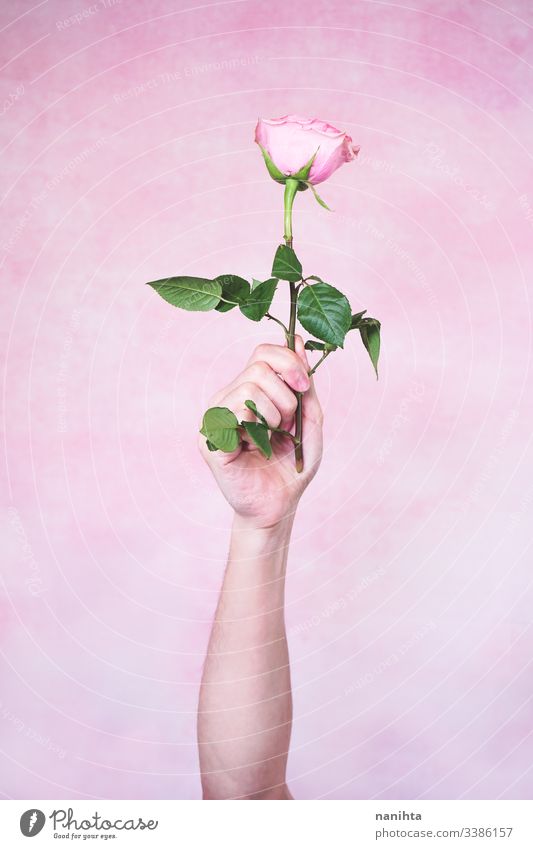 Männerhand hält eine rosa Rose männlich Hand Roséwein neu Maskulinität maschile Mann Arme filigran zerbrechlich Stimmung sensiv sensibel berühren weich