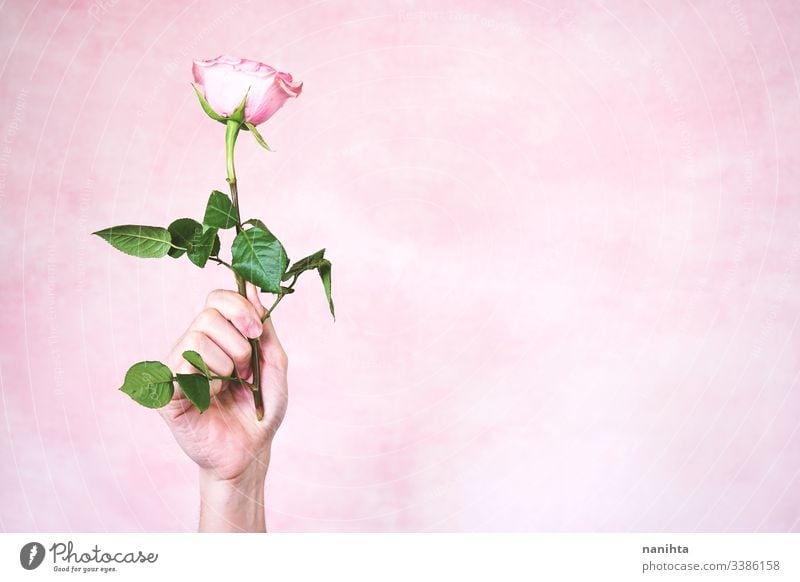 Männerhand hält eine rosa Rose männlich Hand Roséwein neu Maskulinität maschile Mann Arme filigran zerbrechlich Stimmung sensiv sensibel berühren weich