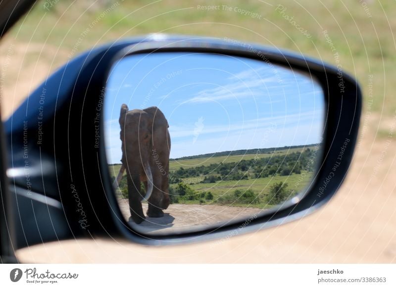Elefant im Rückspiegel eines Autos Wildtier Elefantenbulle Wildlife Afrika Südafrika Safari Tierporträt Natur Savanne Rüssel Gefahr Verfolgung verfolgen Ausflug